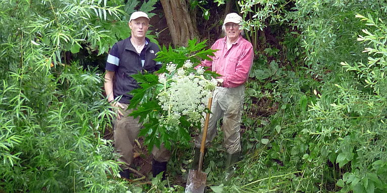 NABU-Aktive mit einer ausgegrabenen blühenden Riesenbärenklau-Pflanze – Foto: Mirko Franz