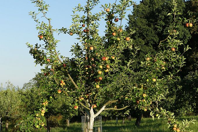 Streuobstwiese im Herbst: Junger Apfelbaum mit erstem Fruchtbehang – Foto: Mirko Franz