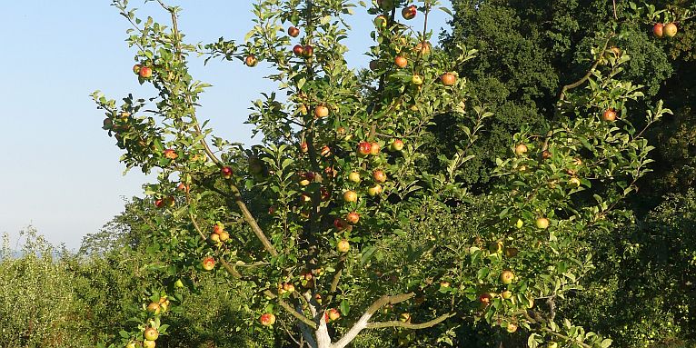 Streuobstwiese im Herbst: Junger Apfelbaum mit erstem Fruchtbehang – Foto: Mirko Franz