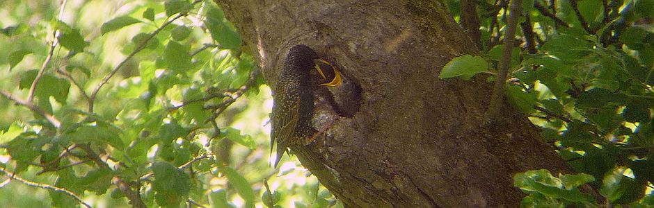 Star bei der Fütterung eines Jungvogels an einer Baumhöhle – Foto: Mirko Franz
